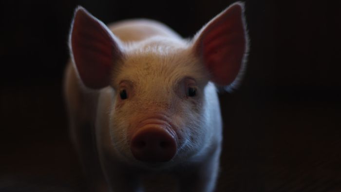मनुष्य ने दुनिया का पहला सुअर हृदय प्रत्यारोपण प्राप्त किया