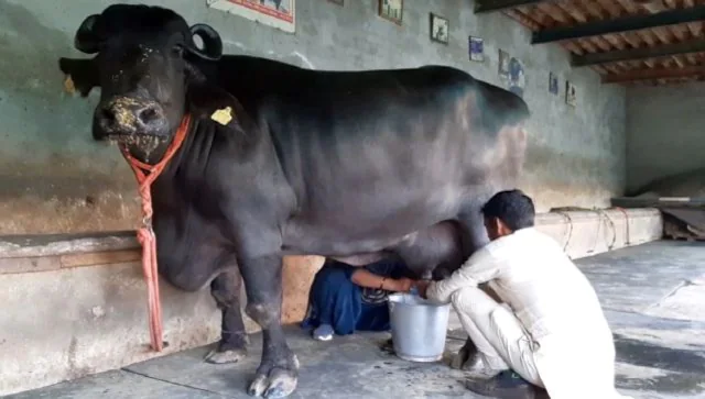 मुर्राह के लिए हुर्रे: रेशमा भैंस ने हरियाणा के कैथल जिले में 33.8 लीटर दूध देकर नया विश्व रिकॉर्ड बनाया