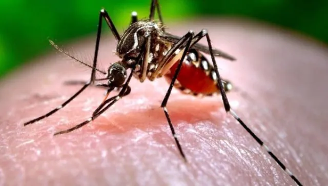 डेंगू रोकथाम दिवस 2022: रोग को नियंत्रित करने के लक्षण और उपाय