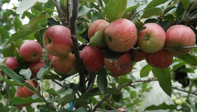 सेब उन्नति कोकाकोला पहल का उद्देश्य उत्तराखंड में किसानों की उत्पादकता को पांच गुना बढ़ाना है
