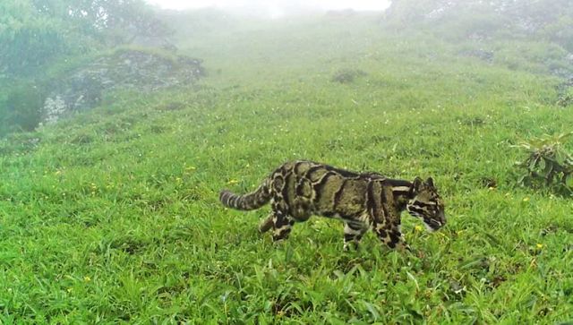 बंगाल में देखा गया दुर्लभ बादल वाला तेंदुआ दुनिया की सबसे मायावी बिल्लियों में से एक के बारे में हम क्या जानते हैं