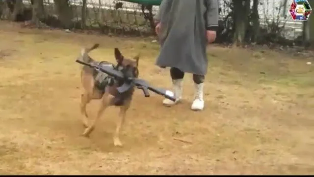 सेना के हमले के कुत्ते एक्सल को प्रथम दिवस पर मेंशन-इन-डिस्पैच से सम्मानित किया गया