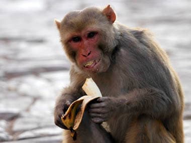 बंदर ने छीना मथुरा डीएम का धूप का चश्मा