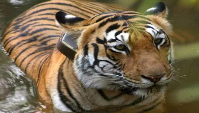 समझाया: क्यों रणथंभौर बाघ T-104 अपने शेष जीवन को एक पिंजरे में बिताने की संभावना रखता है