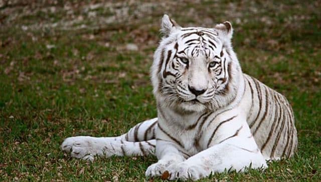 दिल्ली के चिड़ियाघर में 3 सफेद बाघ शावक मिले दुर्लभ जंगली बिल्लियों के साथ भारत की कोशिश