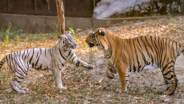 दिल्ली के चिड़ियाघर में 3 सफेद बाघ शावक मिले दुर्लभ जंगली बिल्लियों के साथ भारत की कोशिश