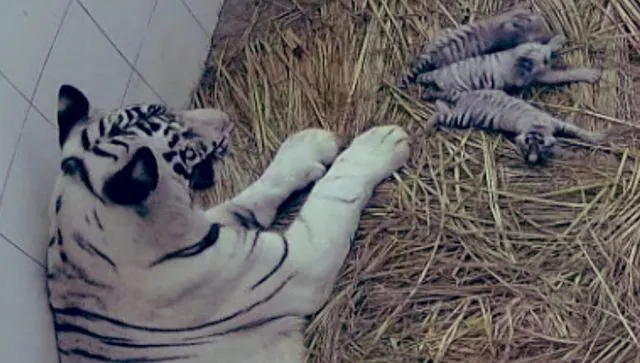 दिल्ली के चिड़ियाघर को मिले 3 सफेद बाघ शावक: दुर्लभ जंगली बिल्लियों के साथ भारत की पहली कोशिश