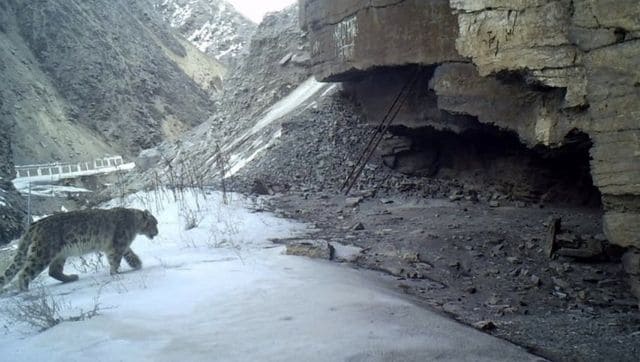 गंगोत्री नेशनल पार्क में शोधकर्ता ने दुर्लभ हिम तेंदुए को कैमरे में कैद किया