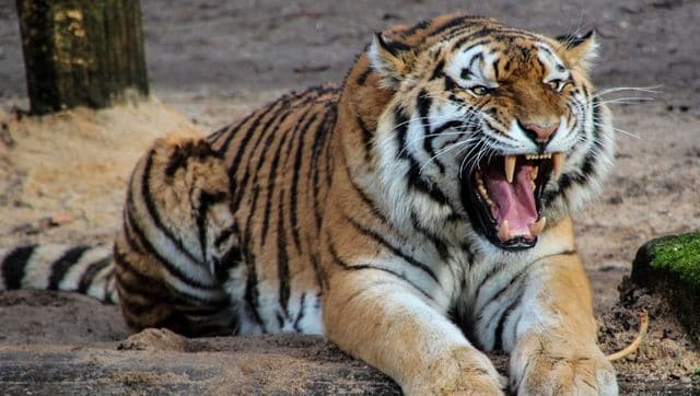 असम के काजीरंगा राष्ट्रीय उद्यान में 2023 में पहली बार देखा गया ‘गोल्डन टाइगर’;  घड़ी