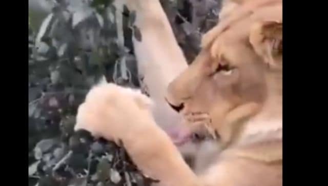 आईएफएस अधिकारी का वीडियो, जिसमें शेर साग का स्वाद ले रहा है, इंटरनेट पर छाया हुआ है